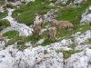 Thumbnail P1120969.JPG 
