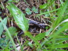 Thumbnail P1120992.JPG 