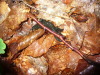 Thumbnail P1130019.JPG 