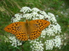 Thumbnail P1130138.JPG 