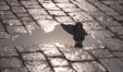 Thumbnail DSC_5996.jpg 