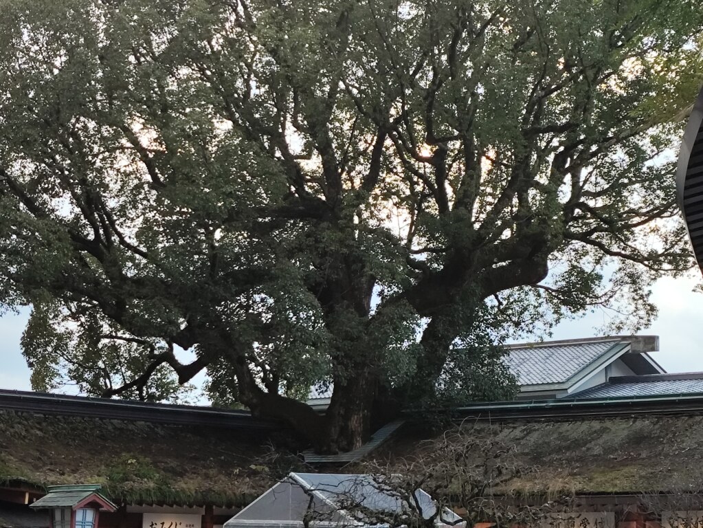 Scaled image IMG_20251211_153056.jpg 