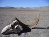 Thumbnail P1150034.JPG 